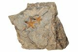 Four Ordovician Starfish (Petraster?) Fossil - Morocco #203542-2
